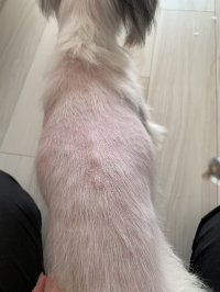 林技研、犬猫兼用「腎臓と健康に挑戦するサプリメント」の研究において短期間で明確な治験結果を得ることに成功　2024年夏の販売を目標に準備を開始