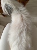 皮膚病の犬の背中(本品摂取2カ月後) 皮膚病の犬の背中(本品摂取2カ月後)