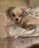 皮膚病の犬の顔(本品摂取前) 皮膚病の犬の顔(本品摂取前)