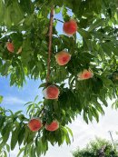 ▲当社農園で実った桃 ▲当社農園で実った桃