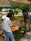 ▲収穫の様子 ▲収穫の様子