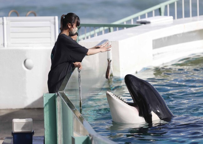 【鴨川シーワールド】給餌体験などのプログラムを通して動物たちを間近に観察しよう「満喫体験」＆「満喫宿泊プラン」参加者募集