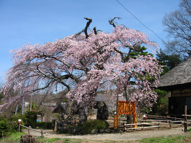 長野県富士見町にて「高森観音堂さくら祭り」を4月14日（日）に開催します！お餅や豚汁、ポップコーンのふるまいのほか特産品の販売も行います。
