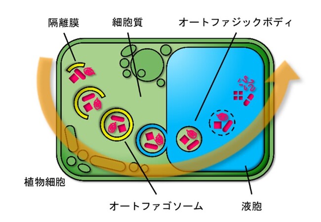 オートファジーが保存中の種子の発芽能力を維持することを解明～種子を長期間保存する技術開発への貢献に期待～