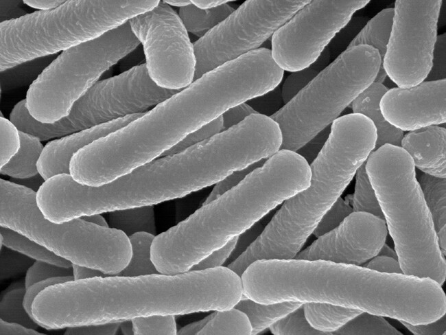 「植物性乳酸菌 OS-1010」に関する研究成果の論文が国際学術誌に掲載されました。