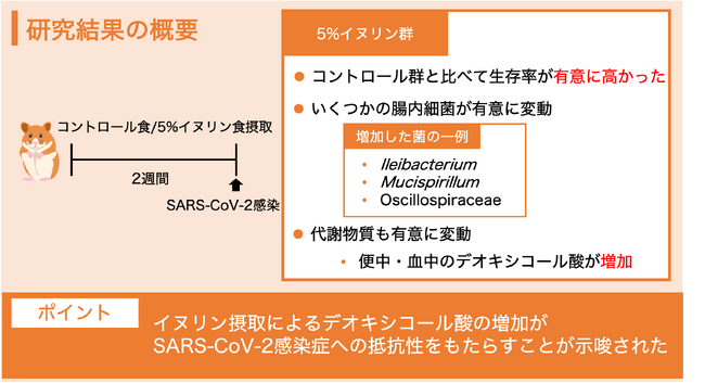 イヌリン摂取が新型コロナウイルス感染動物モデルの感染死を抑制
