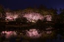 水面に映し出される夜桜