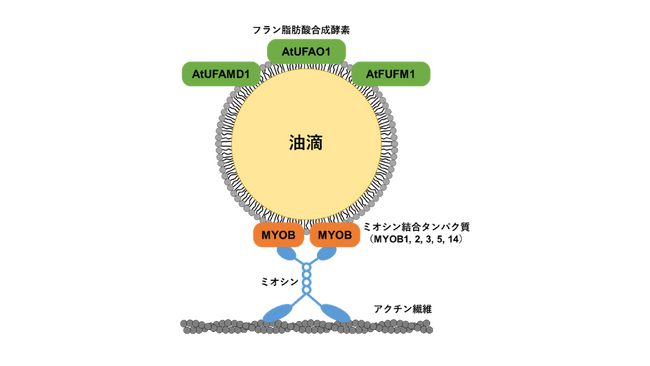 植物の葉の油滴に存在する新規タンパク質の発見　～葉が「太る」意義の解明を目指して～