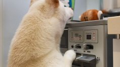 【注意喚起】「ペットによる火災事故」を防ぐポイント