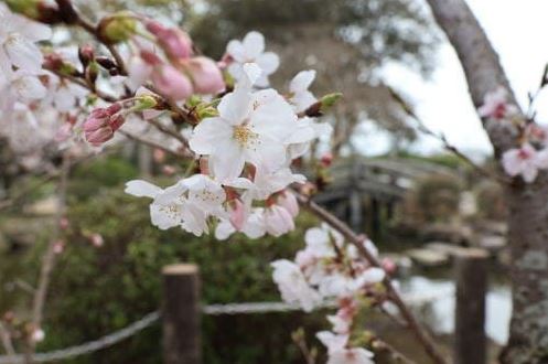 【福岡県小郡市】桜スポット紹介