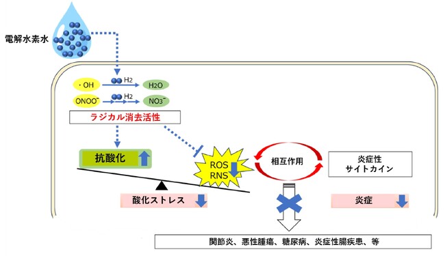 ～抗酸化、抗炎症、抗疲労効果、抗糖尿病効果など～電解水素水の多彩な健康上の利点に関する総説論文を発表