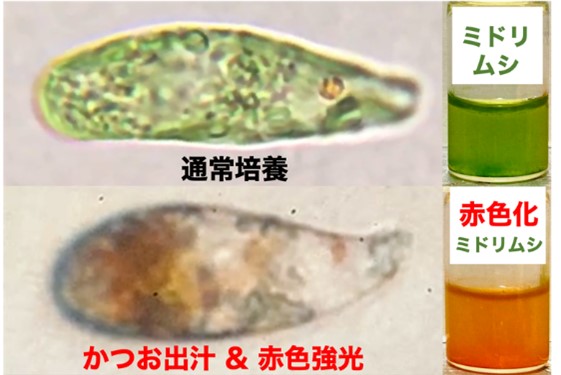 ミドリムシを赤色化する手法を開発、鍵は『かつお出汁』と強い赤色光 ～遺伝子改変を伴わないプロセス、微細藻類ユーグレナの食品利用拡大につながる知見～