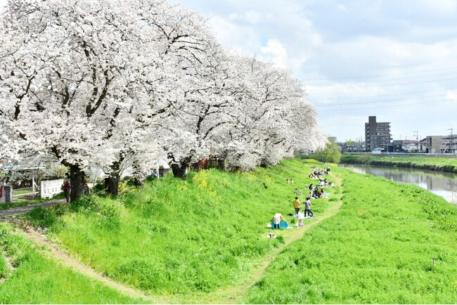 【埼玉県越谷市】市内の桜スポットを紹介します