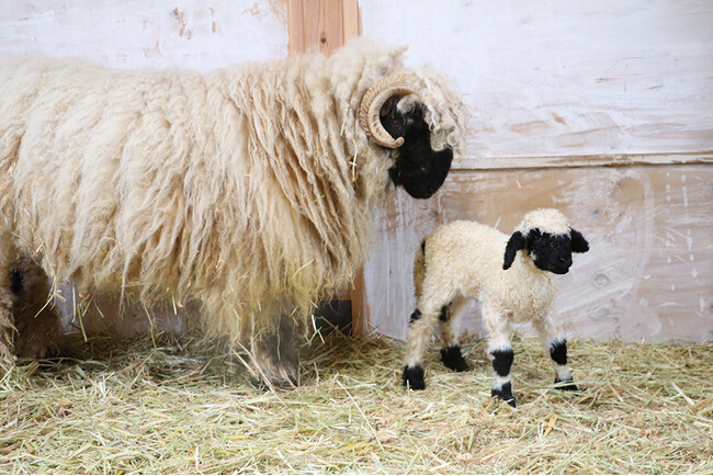 誕生!!世界一可愛い羊の、赤ちゃん生まれました！