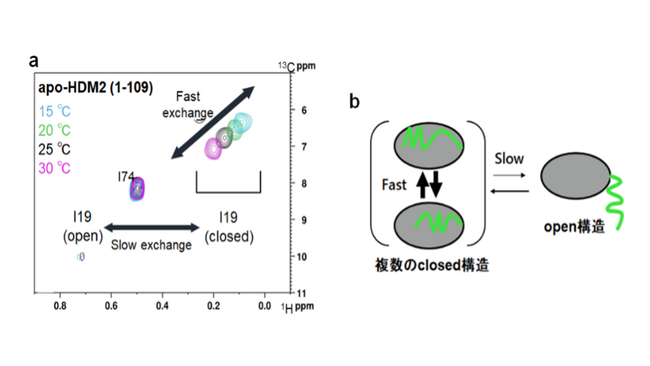 がんの細胞死を制御するタンパク質の新たなしくみを解明～HDM2をターゲットとした新たな抗がん剤開発への応用に期待～