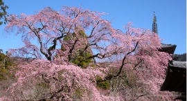 桜会～京都・醍醐寺でしだれ桜が見頃～太閤秀吉も愛でた桜の中で特別行事に参加できます。