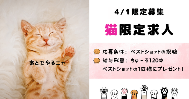報酬「ちゅ～る120本」猫限定求人！在宅にゃんこを4/1だけ募集
