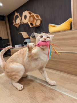 看板猫の中の1匹・茶々丸