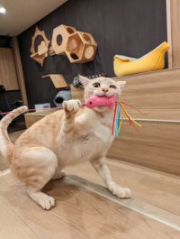 群馬県高崎市にある唯一の譲渡型保護猫カフェ「ととのう猫カフェバーニャ」　猫ファーストを維持しつつ、小学生の入店を開始