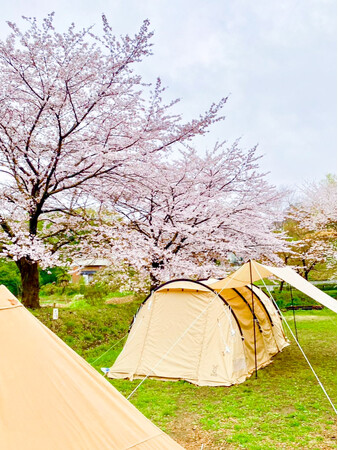 【埼玉県北本市】まだ間に合う！春はキャンプでお花見♪【サンアメニティ北本キャンプフィールド】で桜を見ながらキャンプ＆ＢＢＱしよう！