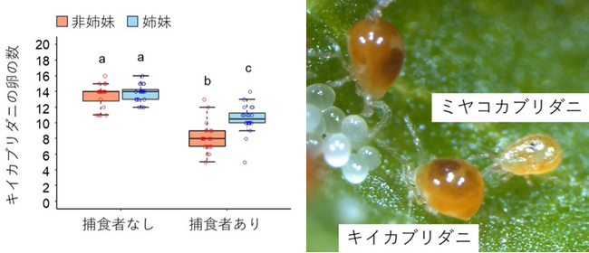 子どもがピンチの時こそ姉妹で協力！　―卵を守るダニの助け合い―