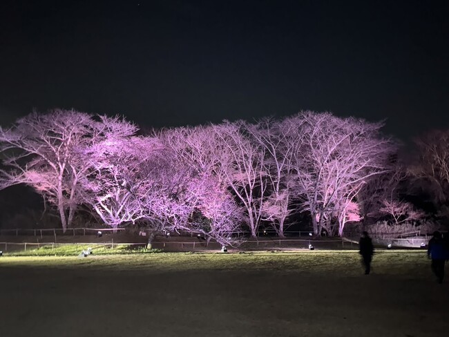 【千葉県佐倉市】4/10まで期間延長決定！佐倉市市制７０周年記念・佐倉城址公園の夜桜ライトアップ
