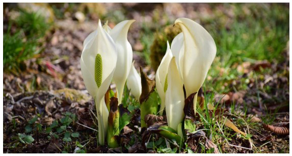 六甲高山植物園～春を告げる純白の花～ 「ミズバショウ」の群落が見頃です！