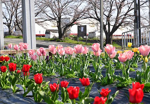 高槻市で2500本の色鮮やかなチューリップが今年も見ごろ