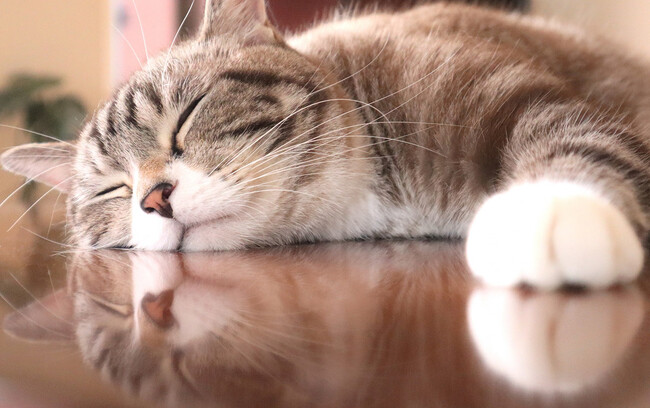 「猫」飼っている200人に聞きました！”猫を飼っていて大変なこと”の2位は「部屋の汚れ・傷」、1位は？