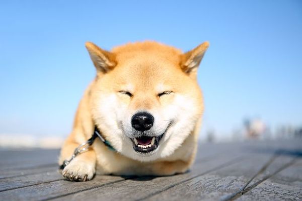 【4/4より】「【福島県】ロボット産業補助金」の申請サポートを開始しました【助成金なう】