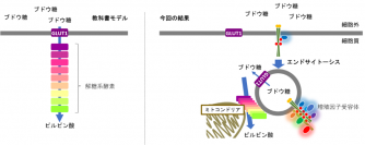 細胞のブドウ糖代謝を制御する新たな仕組みを解明--北里大学