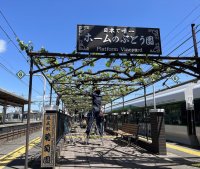 《初登場！》駅ホームのぶどうで作ったハーフボトルのロゼワイン 80本限定販売します。
