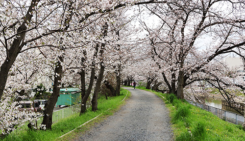 高槻市内各所で桜が見ごろ