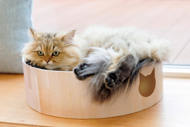 ゴールデンウィークと母の日はネコまみれ！仙台市初出店！ネコカフェ『Cat Cafe MOFF 仙台PARCO店』OPEN！