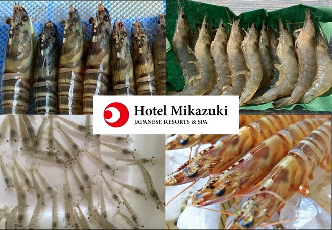 ホテル三日月、「サステナブルリゾート化計画」第一弾事業として国内リゾートホテル初「海老の陸上養殖」を4月18日より本格運用開始“資源循環型ホテル”のロールモデルへ