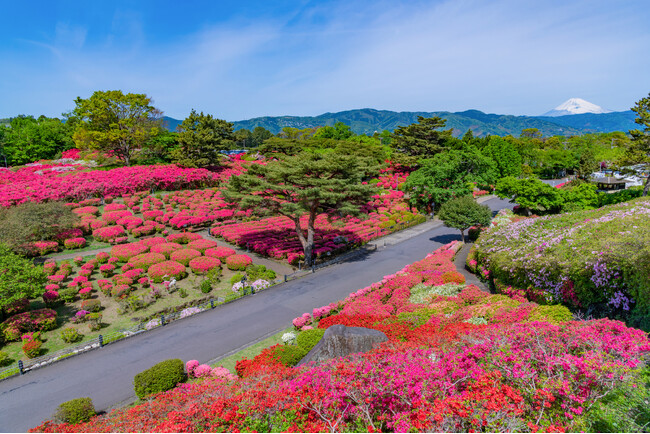 小室山公園つつじ観賞会