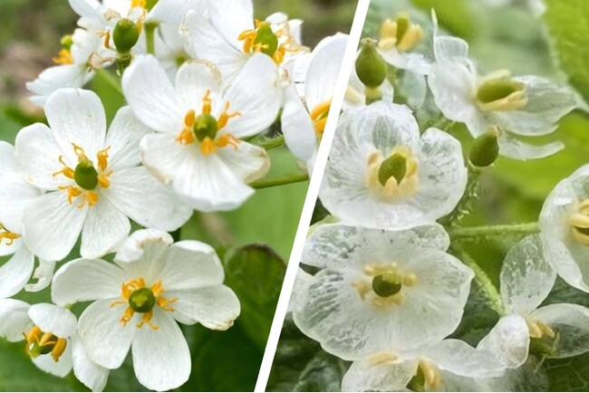 鳥取県奥大山で花めぐり　世界的にも珍しい花姿がSNSで人気の「サンカヨウ」に、「カタクリ」や「イワカガミ」、「ダイセンキスミレ」も群生して見ごろを迎えます