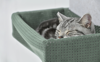 マグネット脱着式キャットウォール「猫壁」より上質な肌触りで愛猫をやさしく包み込む新パーツ「ハンモック」発売