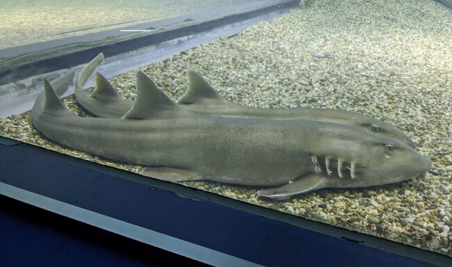 軟骨魚類の苦味受容体遺伝子を発見～脊椎動物の苦味感覚の起源に迫る～
