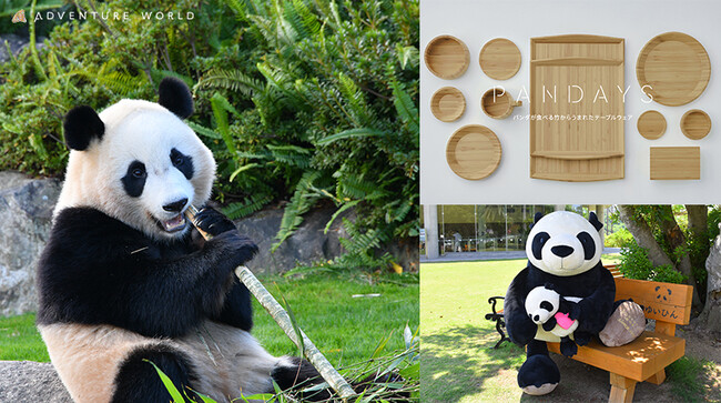 第６８回岸和田市お城まつり「こども万博」に岸和田市との地域連携協定の一環として共同でブース出展いたします！２０２４年４月１３日（土）