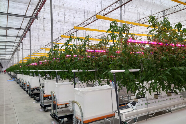 シグニファイ、株式会社みちのく白河農園へ植物育成用 LED 照明を導入
