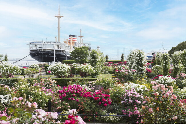 2,000品種以上の“バラ”が咲き誇る横浜の街を歩く「横浜ローズウィーク」が5月3日より開始