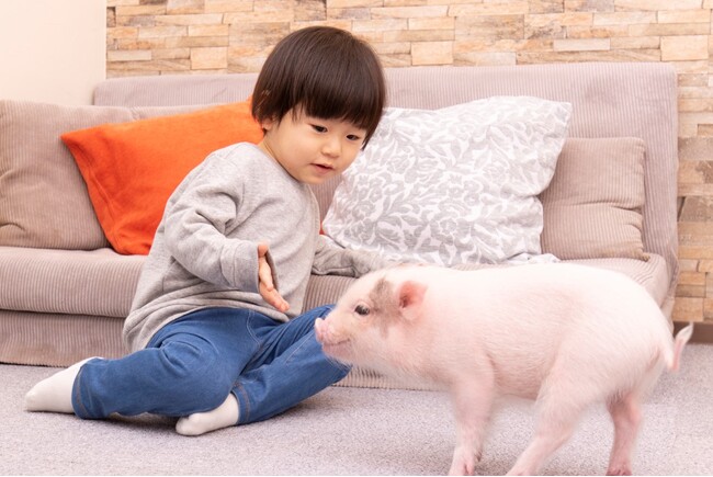 mipig、大阪ECO動物海洋専門学校にて産学連携教育を開始/ふれあい実施希望施設（大阪府内）募集