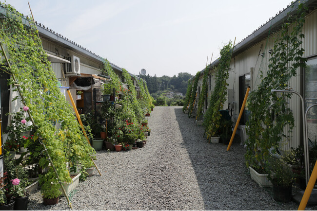 石川県七尾市、能登町、穴水町、内灘町の仮設住宅890戸へ緑のカーテンを設置