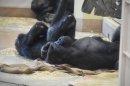 麻袋を使用する動物の様子(2)(画像提供:東山動植物園) 麻袋を使用する動物の様子(2)(画像提供:東山動植物園)