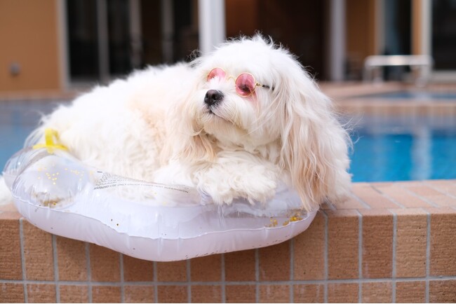 【ペットと泊まれる宿の予約サイト いぬやど‐INUYADO】みんな大好き!！ペット王国2024 初出展