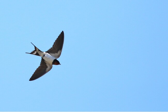 愛鳥週間!夏鳥をeBirdに投稿しよう