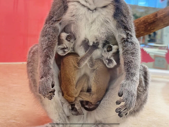 屋内型ふれあい動物園「アニタッチ MARK IS 静岡」初！パルマワラビー＆ワオキツネザルの赤ちゃんが誕生！