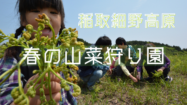 【旬の味覚狩り】東伊豆町稲取細野高原「春の山菜狩り」開催！