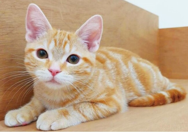 ゴールデンウィークと母の日はネコまみれ！ネコカフェ『Cat Cafe MOFF コクーンシティさいたま新都心店』OPEN！